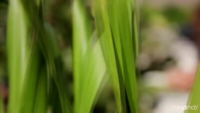 Bee Gees - How Deep Is Your Love (1977)