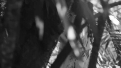 The Platters - The Great Pretender (1955)